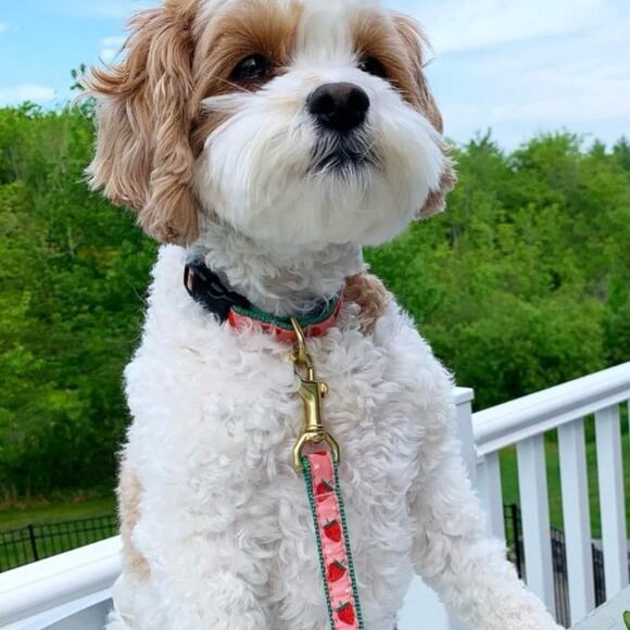 Up Country Strawberry Fields Dog Medium Collar Matching Lead Leash 2PC Set USA - Picture 2 of 14